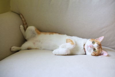 Portrait of cat lying down on sofa