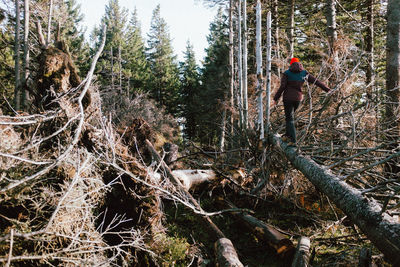 Man climbing on tree trunk in forest