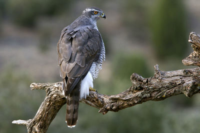 Close-up of bird perching on branch