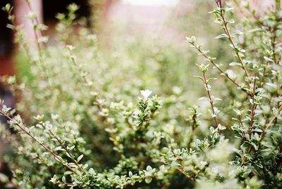 Close-up of wildflowers growing on plant