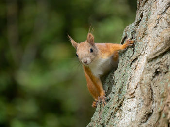 Squirrel on tree trunk