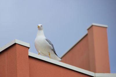 Low angle view of seagull perching on roof against building