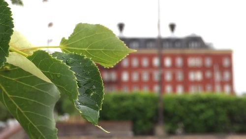 Close-up of plant