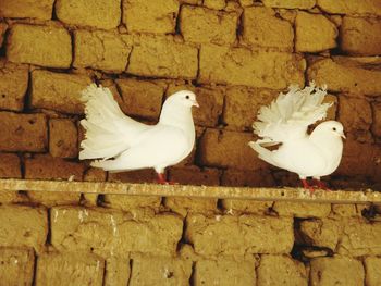 White bird perching on stone wall