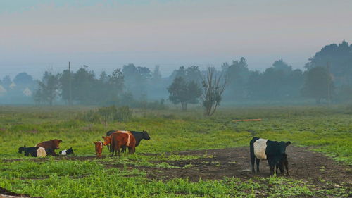 Horses in a field