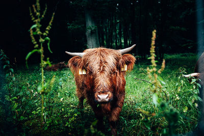 Cow in a field