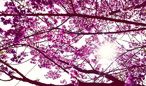 Low angle view of flower tree against sky