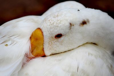 Close-up of bird