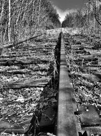 Empty road in forest