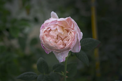 Close-up of pink rose