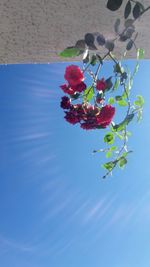 Low angle view of flowering plant against blue sky