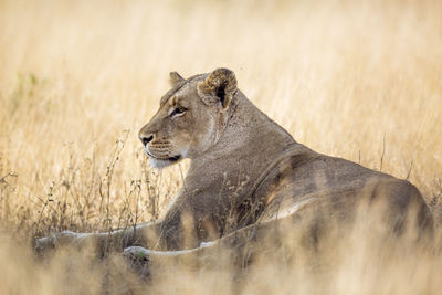 View of a cat looking away