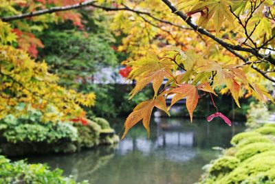 Autumn leaves on a tree in a japanese garden