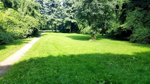 View of trees on grassy field