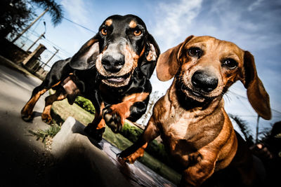 Portrait of dog sitting outdoors