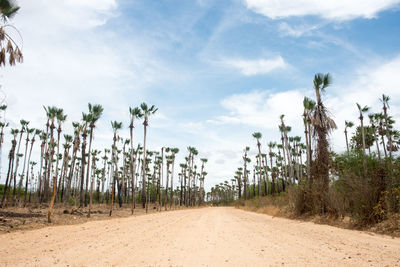 Plants growing on land against sky