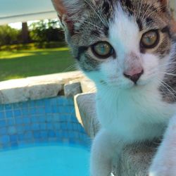 Close-up portrait of cat