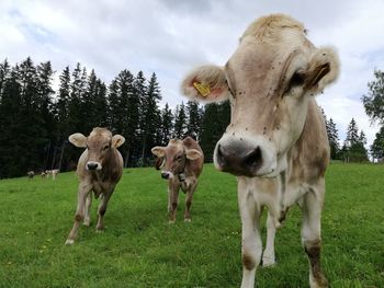 Cows standing in a field