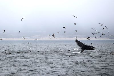 Seagulls flying over sea