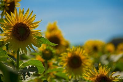 Close-up of sunflower