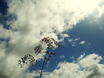 Low angle view of flower tree against sky