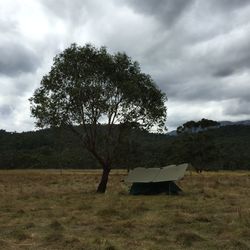 Tree on field against sky