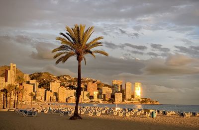 Palm trees by sea against sky in city