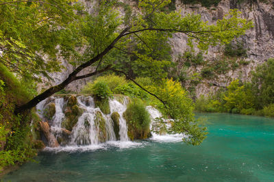 Scenic view of waterfall in forest
