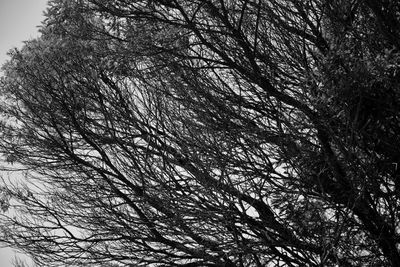 Low angle view of bare trees against sky