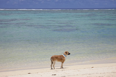 Dog standing on sand at beach against sky