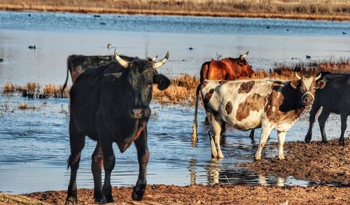 Cows at lakeshore during sunset