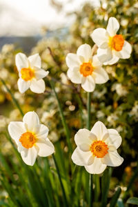 Close-up of white daisy flowers