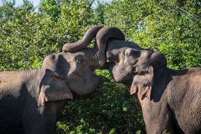 View of elephant on stone wall