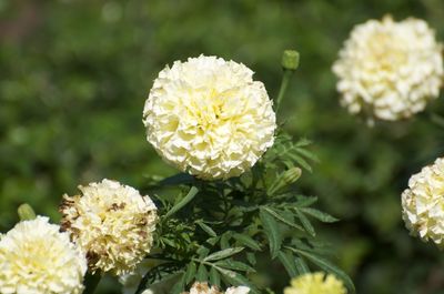 Close-up of white flowering plant