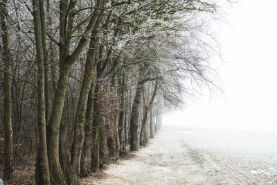 Bare trees on snow covered landscape