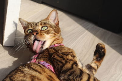 High angle view of cat relaxing on floor