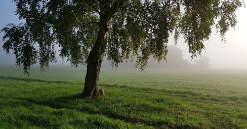 Trees on field against sky