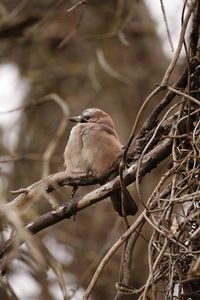 Close-up of bird perching on branch