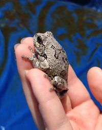 Close-up of hand holding small