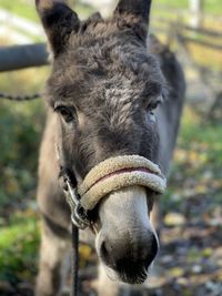 Close-up of horse