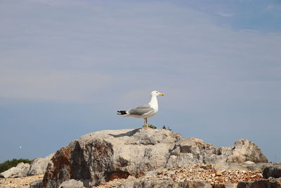 Seagull perching on rock by sea against sky