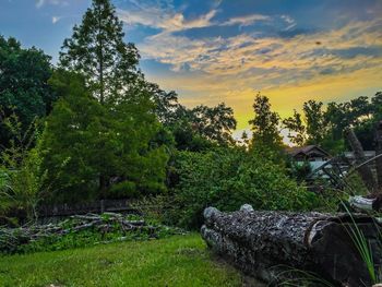 Trees on landscape against cloudy sky