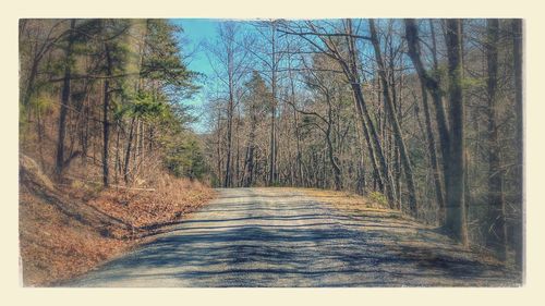 Dirt road amidst trees in forest against clear sky