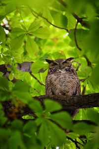 Owl closeup, great horned owl, bubo virginianus in a chestnut tree provo utah united states