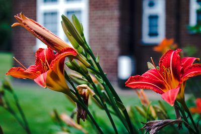 Close-up of red flowers