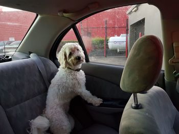 Dog sitting in car