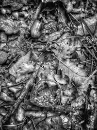Full frame shot of onions