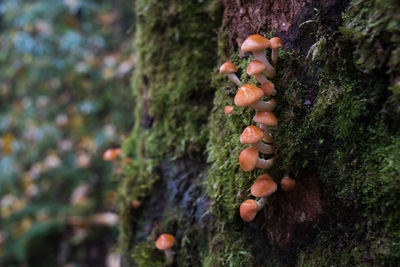 Close-up of mushrooms growing on tree trunk