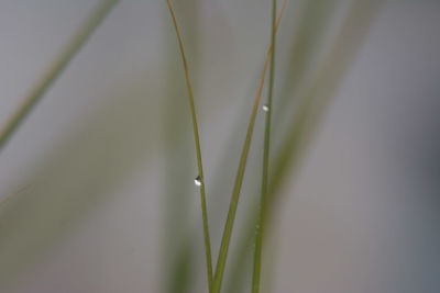 Close-up of raindrops on grass