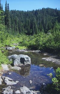 Scenic view of river in forest against clear sky